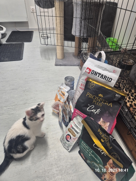 Lázeňské kočky z.s.